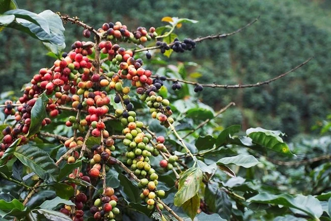 Giá cà phê ngày 19/1: Sau chuỗi tăng nóng, cà phê Robusta sụt giảm bất ngờ về giá