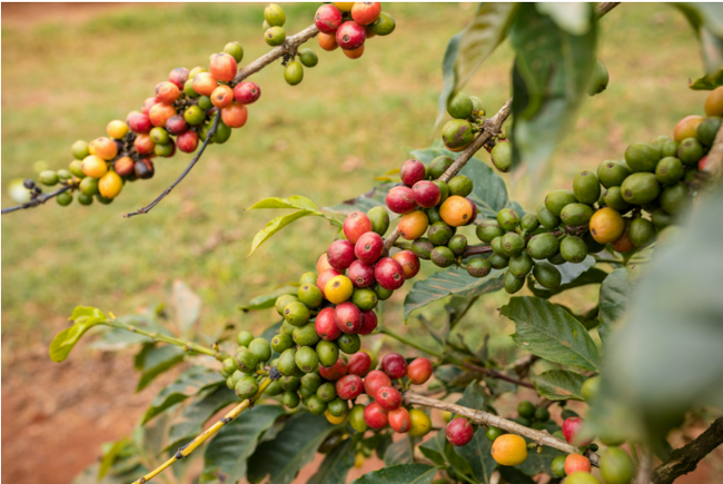 Giá cà phê ngày 20/1: Robusta và Arabica đồng loạt tăng vọt trở lại