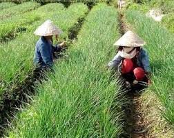 Ở Ninh Thuận, nông dân đội đèn xuyên đêm nhổ củ kiệu bán dịp Tết
