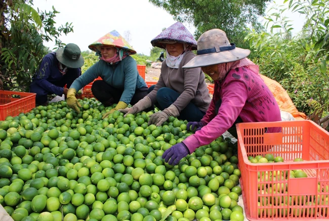 Nông nghiệp Long An năm 2023 với điểm sáng về tiêu thụ nông sản, kiểm soát dịch bệnh