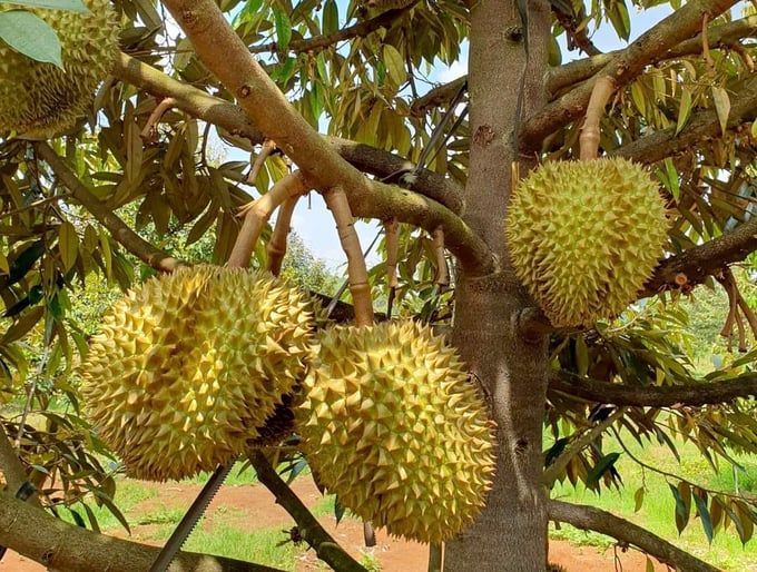 Sầu riêng Việt Nam khiến sầu riêng Thái Lan giảm mạnh thị phần