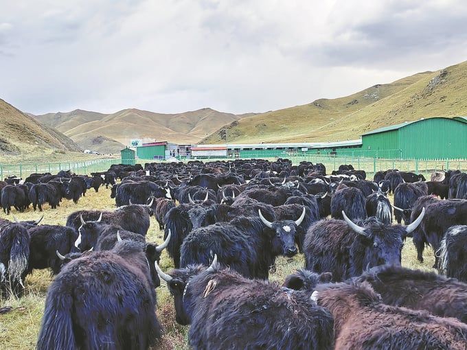 Mô hình hợp tác xã chăn nuôi bò của Trung Quốc được FAO vinh danh