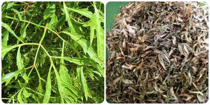 Loại lá thơm dễ tìm, giá rẻ như bèo lại bổ dưỡng như nhân sâm, đó là lá gì?