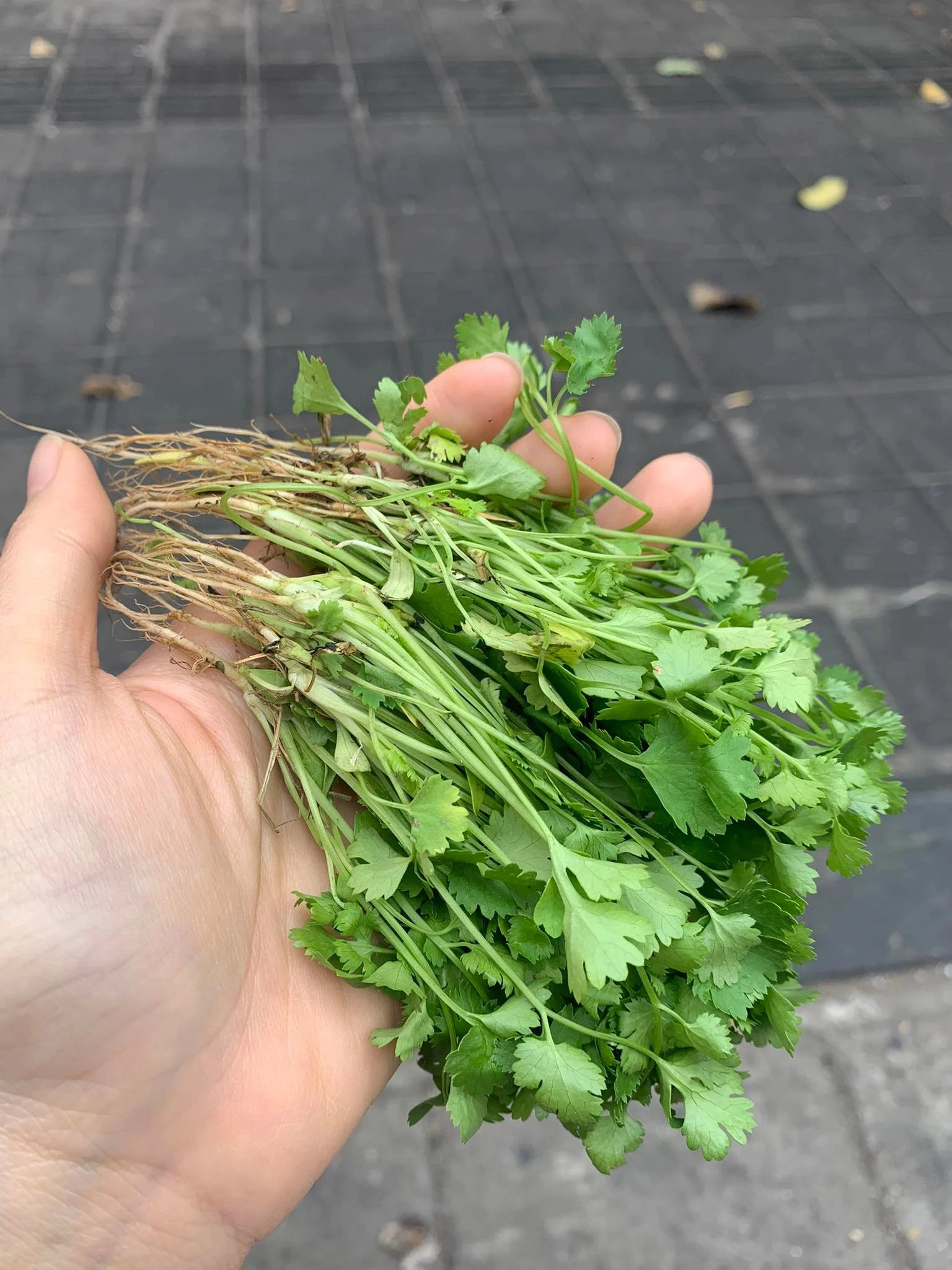 Loại rau gia vị giàu vitamin C nhất, tốt không kém cam, chanh, có khả năng chống lão hóa mạnh mẽ