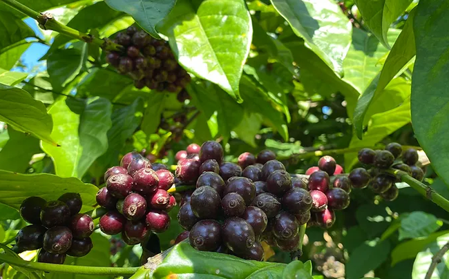 Giá cà phê ngày 23/1 vượt mốc 74.000 đồng/kg do khô hạn ở Brazil, giá cà phê còn tăng tới đâu?