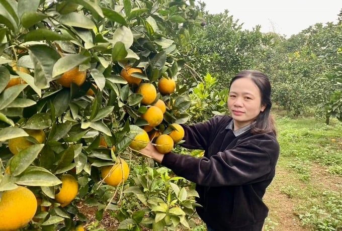 Cam Vinh vào vụ thu hoạch, giá cao hơn mọi năm