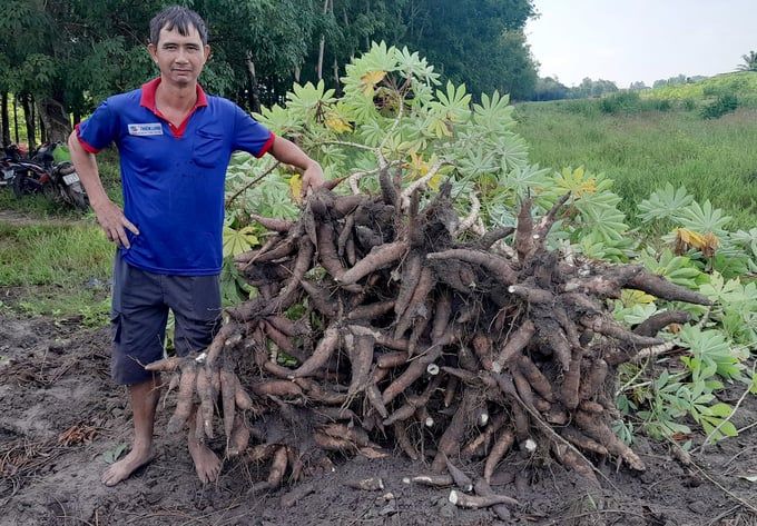 Giá sắn tăng trong những ngày đầu năm
