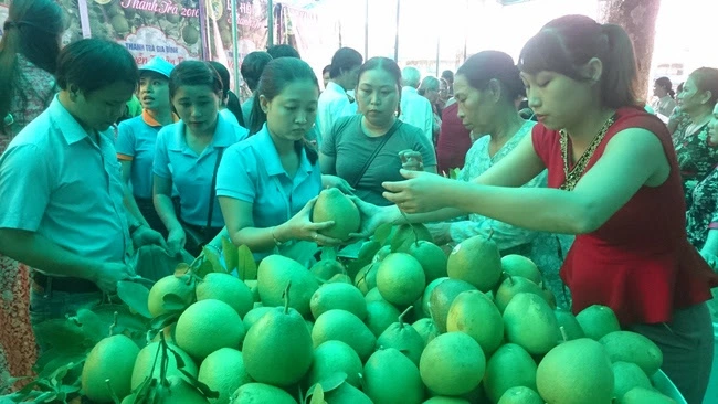 Quả thanh trà, đặc sản nổi tiếng của Thừa Thiên Huế được bảo hộ chỉ dẫn địa lý
