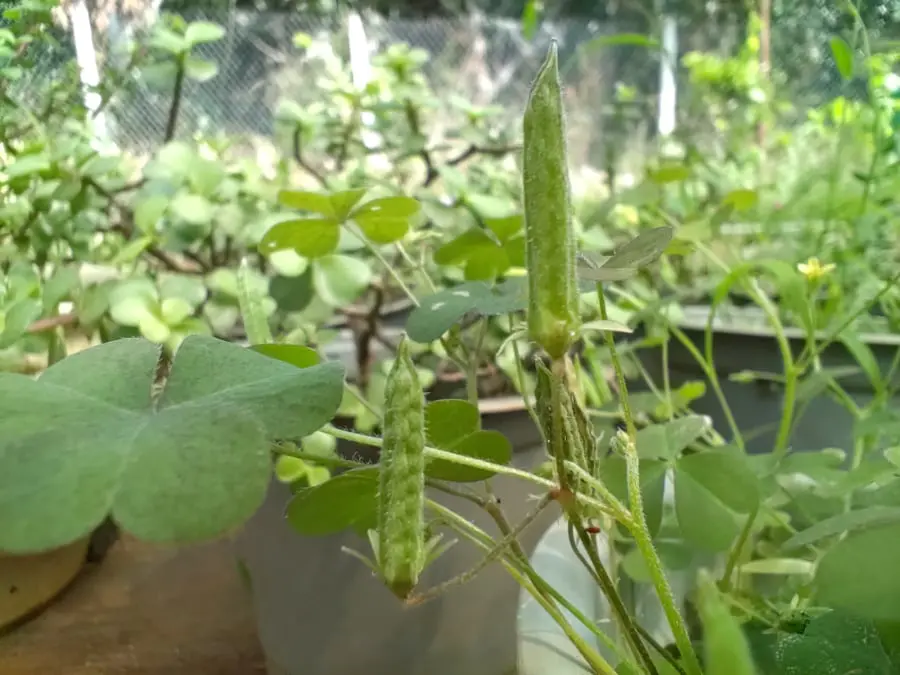 Thứ rau dại này được ví như sâm đất, giúp thanh nhiệt cơ thể, sát trùng, nhiều người chưa biết