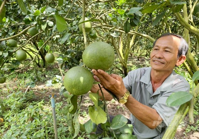 Nhật Bản hỗ trợ phân hữu cơ cho nông dân trồng cây ăn trái