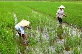Dân nơi này ở Nghệ An thuê thêm nhân công, làm điều lạ trên cánh đồng để bảo vệ lúa Xuân