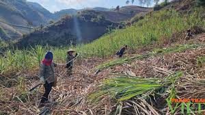 Công ty cổ phần mía đường Sơn La liên kết sản xuất cùng với nông dân