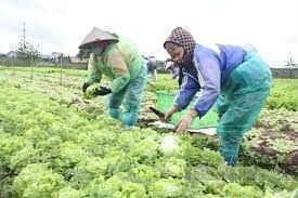 Hàng nghìn tấn rau, củ sạch trồng theo tiêu chuẩn Nhật Bản chuẩn bị được tung ra dịp Tết Giáp Thìn 2024