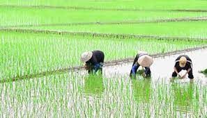 Trên 50% diện tích đã có nước cho gieo cấy vụ đông xuân