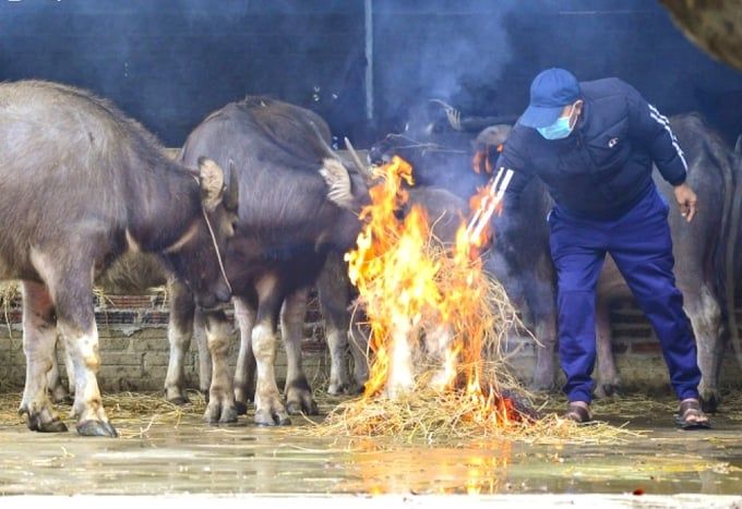 Tuyệt đối không chăn thả gia súc, gia cầm khi nhiệt độ dưới 10 độ C