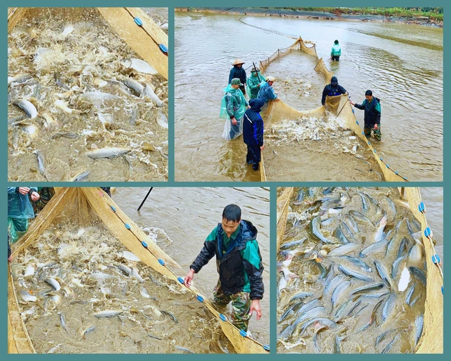 Cận cảnh những mẻ lưới đầy cá to bự dày đặc tại một ao nuôi ở Lào Cai, nhiều nhà thu tiền tỷ