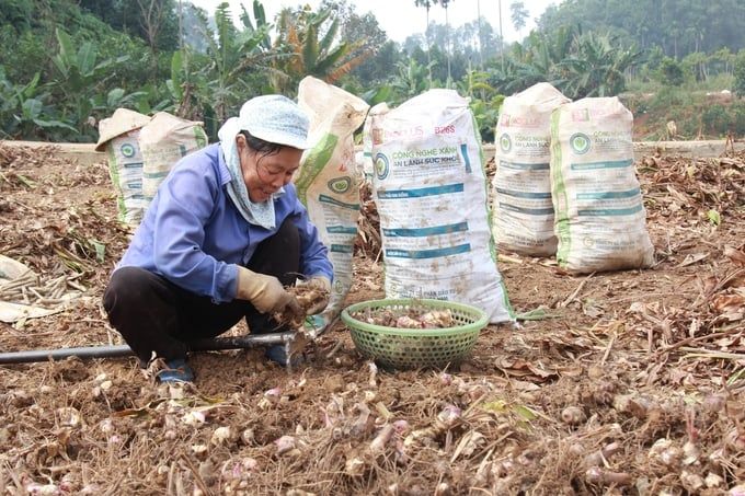 Làng miến bên sông Hồng sôi động vào vụ Tết