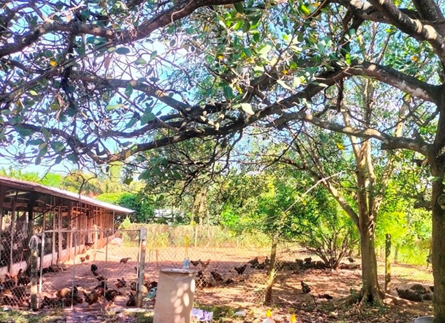 Chăn thả trong vườn điều, đàn gà vịt ở đây được dạo chơi, thịt săn chắc bán giá cao hơn hẳn