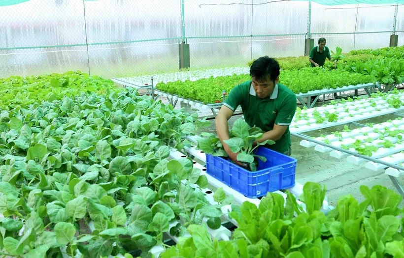 Tiêu dùng sản phẩm nông nghiệp hữu cơ: 'Cánh cửa' thị trường rộng mở