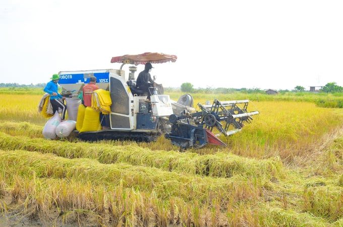 Gần Tết, nông dân hồ hởi vì lúa - tôm trúng mùa, được giá