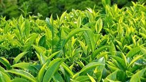 Uống nhiều trà nguy hiểm thế nào?