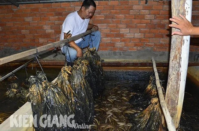 Lươn nuôi dày đặc, toàn con to mà một chi hội ở Kiên Giang chưa bán được con nào, vì sao?