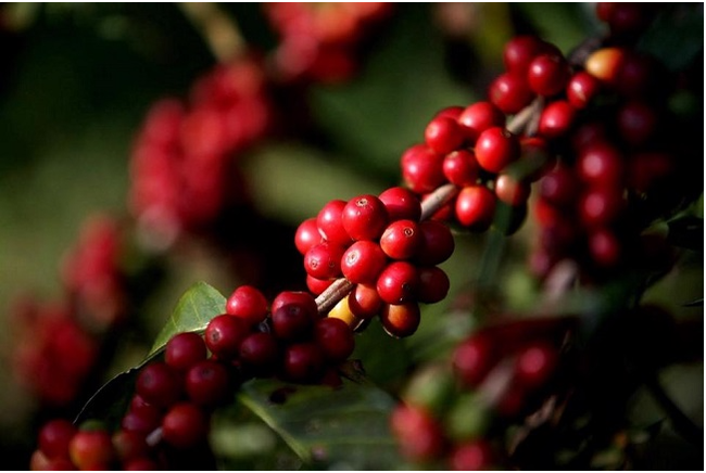 Giá cà phê ngày 30/1: Cà phê Robusta duy trì đà tăng thúc đẩy giá cà phê nội địa đi lên