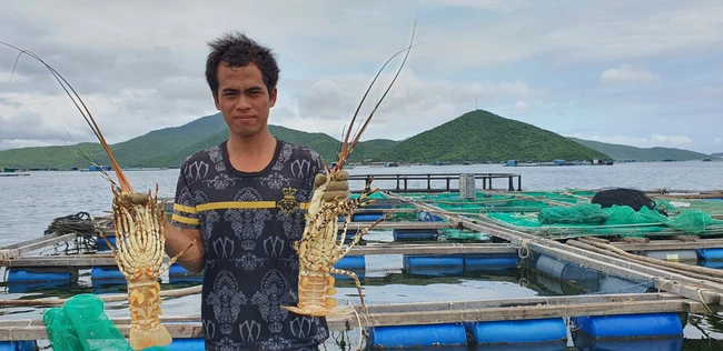 Tôm hùm bông của nông dân Khánh Hòa bí đầu ra, doanh nghiệp lập chiến dịch kết nối, tiêu thụ tại Hà Nội