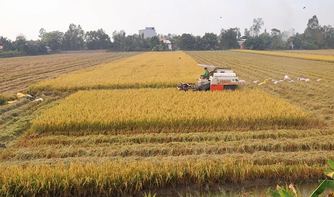 Giá lúa đông xuân tăng cao nhất trong lịch sử, nông dân Đồng Tháp rộn ràng ăn Tết to