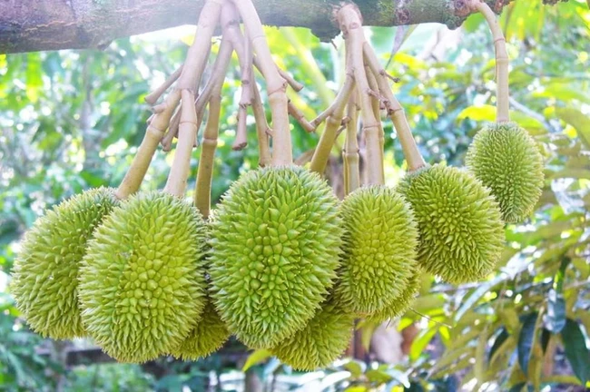 Giá sầu riêng ngày 1/2: Giá cao, lợi nhuận lớn, diện tích sầu riêng tăng cao