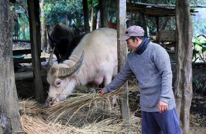 Sơn La tăng cường phòng chống đói, rét cho đàn vật nuôi