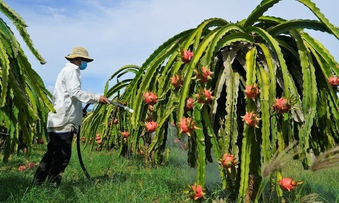 Nhân rộng diện tích thanh long theo dõi giảm phát thải