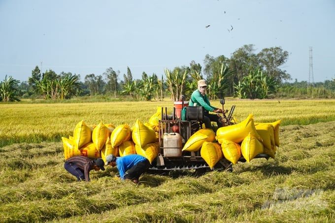 Giá lúa đông xuân 'hạ nhiệt', thương lái sẵn sàng bỏ cọc