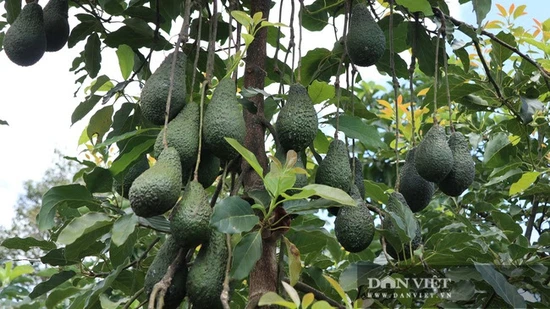 Thừa Thiên Huế thí điểm mô hình trồng dứa MD2, bơ Hass để xuất khẩu