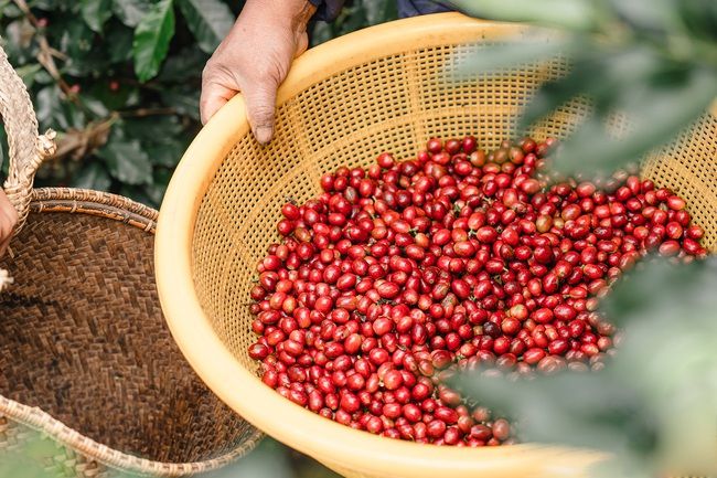 Giá cà phê hôm nay 5/2: Tiền đầu cơ rời thị trường, sàn quốc tế cà phê giảm giá, trong nước 79.000 đồng/kg