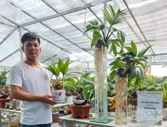 Dừa dát vàng, dừa bonsai hút khách ngày Tết 