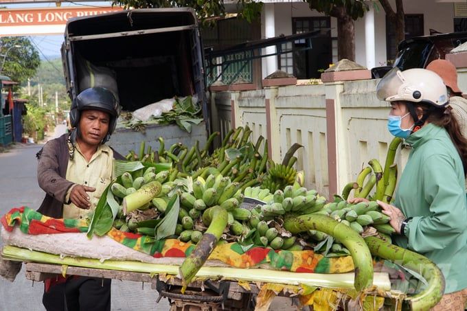 Khách mua sắm muộn, người trồng chuối mật mốc Quảng Trị lo mất Tết 