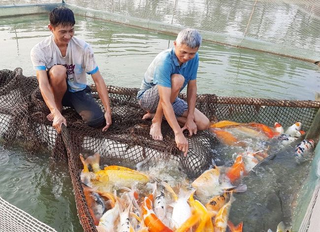 Cá chép thổ cẩm nguồn gốc từ Nhật Bản được một nông dân Bắc Giang nuôi thành công, thu tiền tỷ
