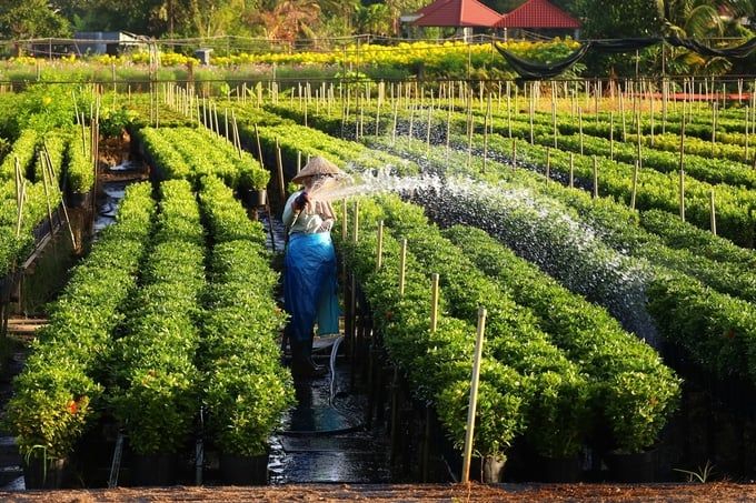 Hoa, trái miền Tây rộn ràng phục vụ thị trường Tết 