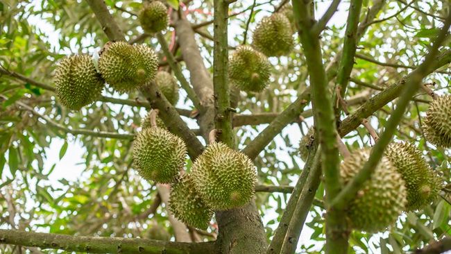 Giá sầu riêng hôm nay 5/2: Sầu riêng Ri6 hàng tuyển bán chạy, 