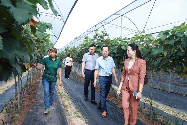 Năng động ứng dụng công nghệ cao, nông dân Hà Nội thu lãi tiền tỷ