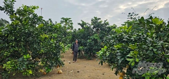 Tri thức nghề nông: Đắm đuối giống bưởi tiến vua 
