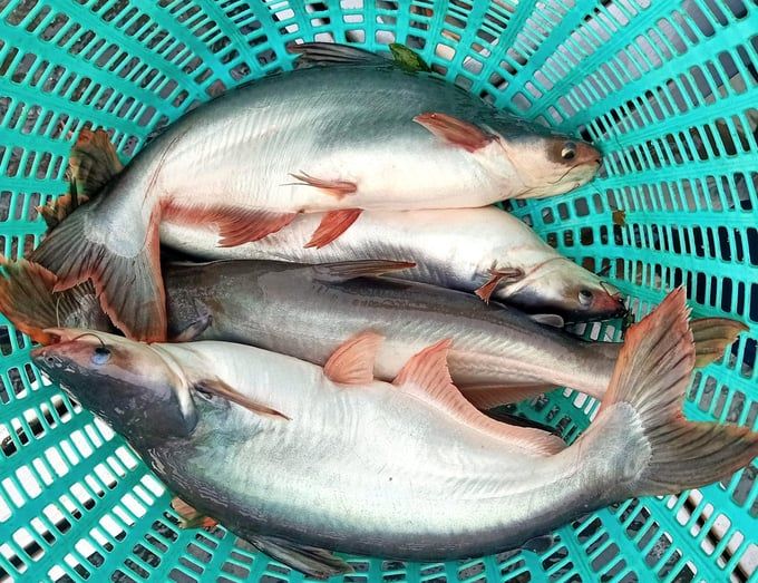 Cá tra giúp Việt Nam là nguồn cung cá thịt trắng lớn thứ 2 cho Mỹ 