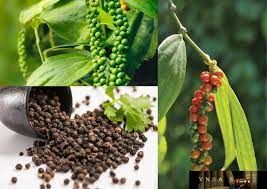 Nông dân Đồng Nai, Bình Phước yên tâm, hồ hởi ăn Tết, kỳ vọng giá tiêu lại cán mốc 120.000 đồng/kg 