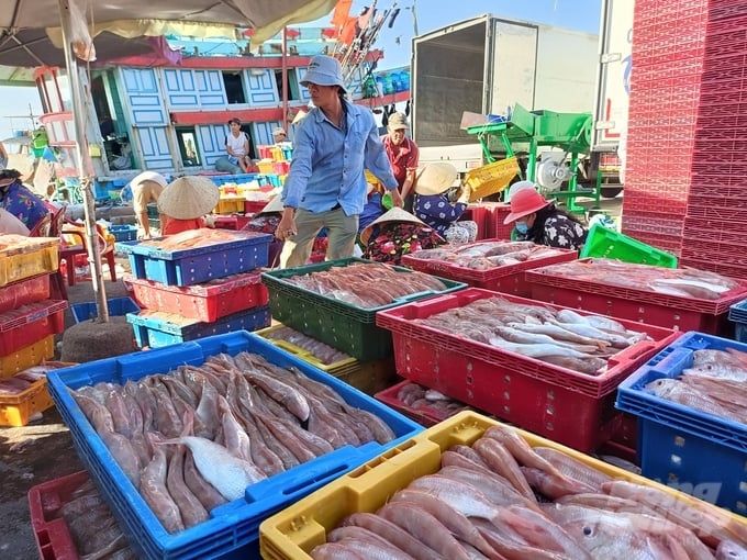 Ngư dân ra khơi trúng ngay ‘lộc biển’ đầu năm