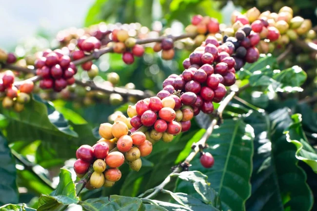 Giá cà phê ngày 16/2: Giá cà phê đồng loạt tăng