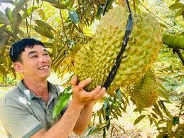Giá sầu riêng hôm nay 16/2: Giá sầu riêng Thái, sầu riêng Ri6 tăng vọt lên đỉnh mới