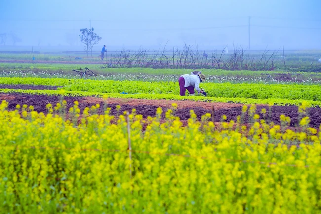 Một làng giữa thành phố Huế, mùa này hoa cải nở vàng rực đẹp như phim, dân tình tha hồ chụp ảnh