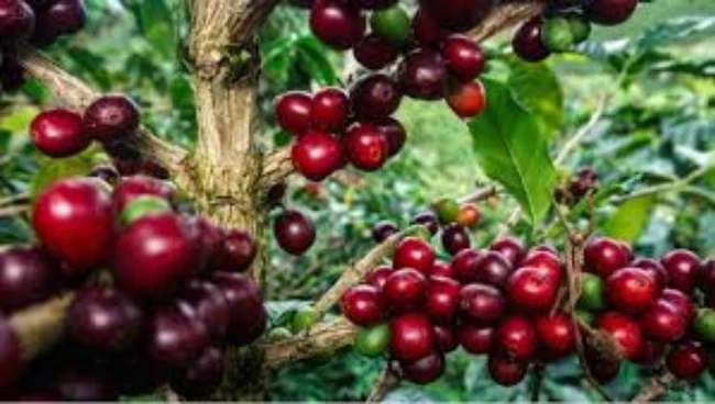 Giá cà phê ngày 17/2: Cà phê trong nước sắp chạm mức giá 81.000 đồng/kg, chợ thế giới cũng tăng