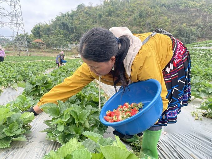 Trồng 1 cây dâu tây bằng 30 cây ngô